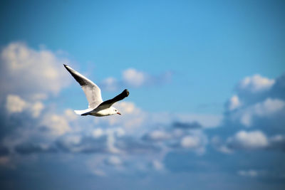 Seagull flying against sky