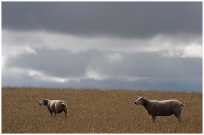 Horse standing on field against sky