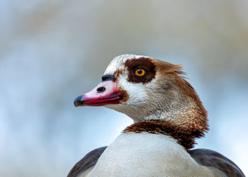 Close-up of bird