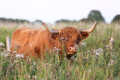 Close-up of cow on field against sky