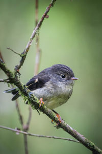 Close-up of bird perching on branch