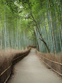 Walkway amidst trees in forest