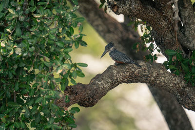 Close-up of bird perching on tree