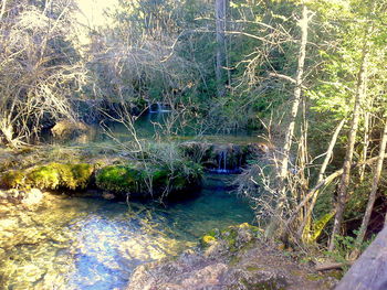 Stream flowing through forest