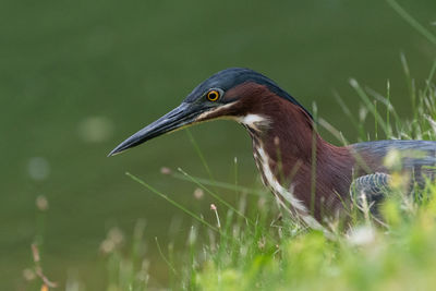 Profile of green heron head as it hunts on the grassy shore of a small pond.