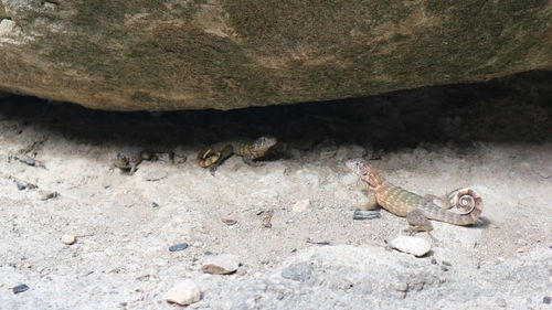 View of lizard on rock