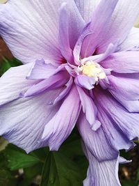 Close-up of purple flower