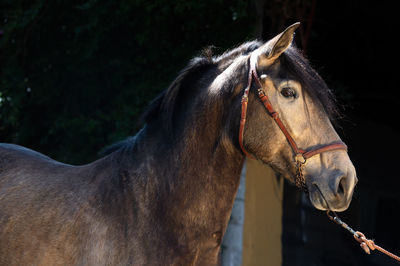 Close-up of horse in ranch