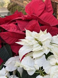 Close-up of red flowering plant