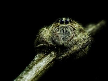 Close-up of spider on black background