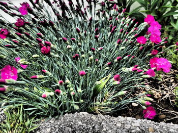 Pink flowers blooming on field