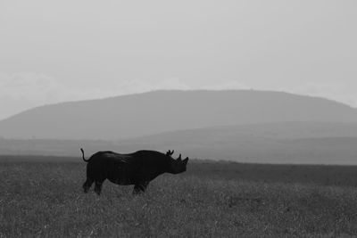 Rhino in a field, black and white