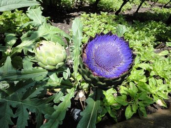 Close-up of purple flowers