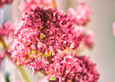 Close-up of pink flowers