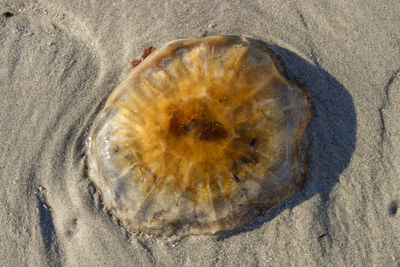 High angle view of a shell on beach