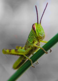 Close-up of insect on leaf