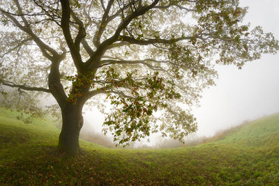 Trees on field against sky