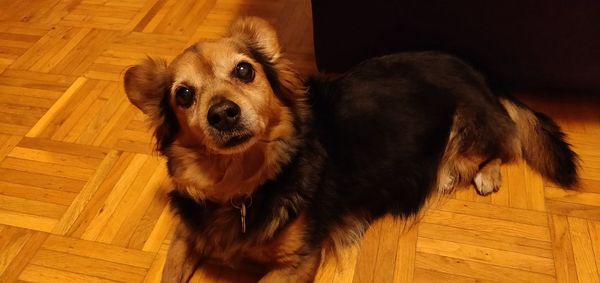 Portrait of dog relaxing on hardwood floor