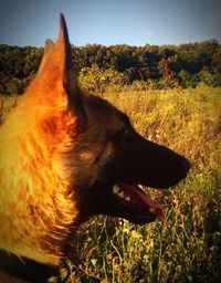 Close-up of dog on grassy field