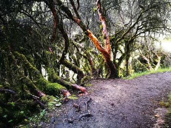 Trees in forest