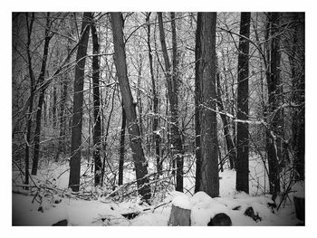 Snow covered trees in forest