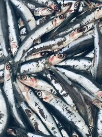 High angle view of anchovies