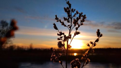 Silhouette plants against sky during sunset