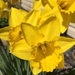 Close-up of yellow flower
