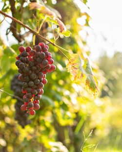 Close-up of berries growing on tree