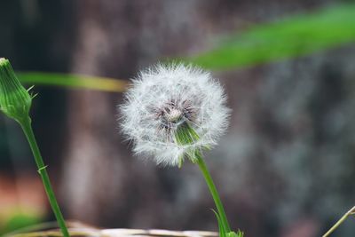 Close-up of dandelion flower