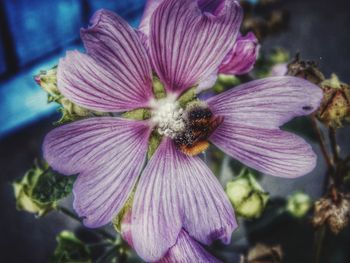 Close-up of bee on pink flower