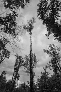 Low angle view of trees in forest against sky