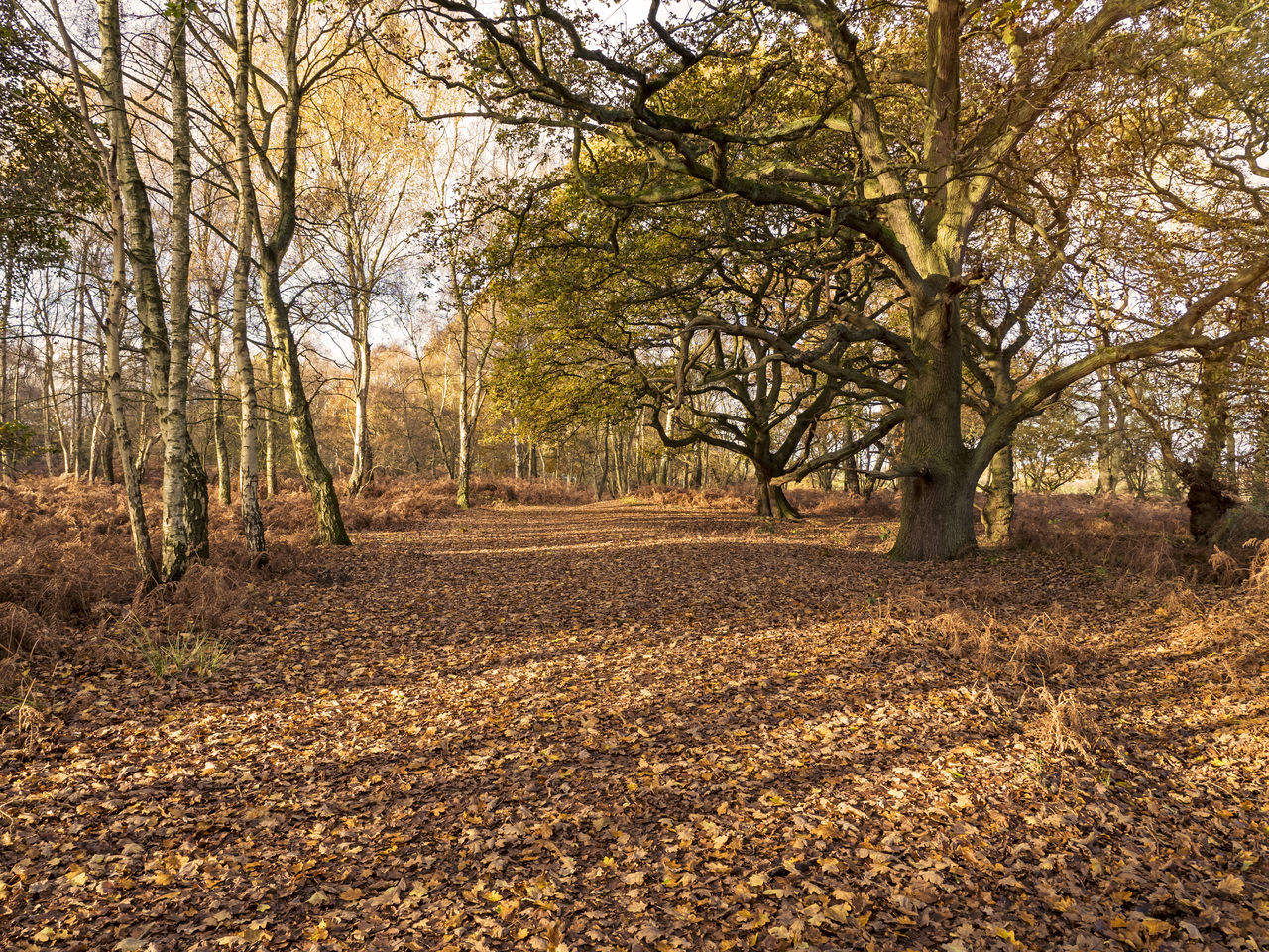 tree, plant, autumn, nature, land, plant part, leaf, tranquility, beauty in nature, scenics - nature, landscape, woodland, no people, environment, tranquil scene, tree trunk, trunk, sunlight, non-urban scene, branch, day, forest, growth, outdoors, sky, natural environment, morning, field, the way forward, idyllic, rural area, footpath, bare tree, falling, road, dry, soil