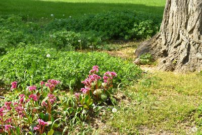 Pink flowering plants on land