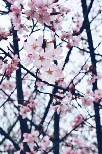 Low angle view of cherry blossoms in spring