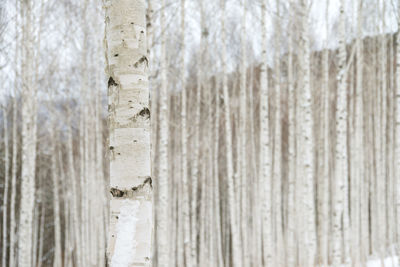 Close-up of tree