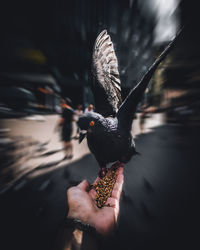 Close-up of hand holding bird flying