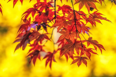 Close-up of maple leaves during sunset