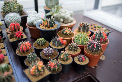 High angle view of succulent plants in market
