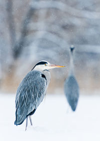 Heron bird perching on a snow