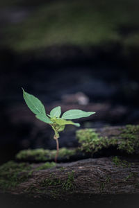 Close-up of small plant growing on field