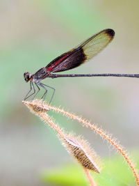 Close-up of damselfly on leaf