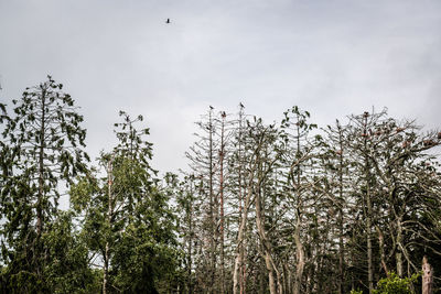 Low angle view of bird flying against sky