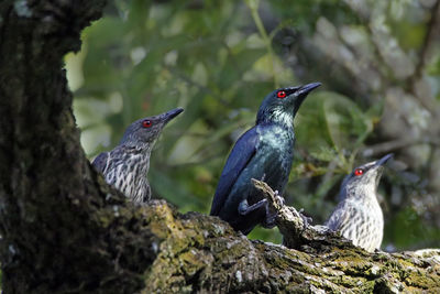 Asian glossy starling