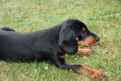 Black dog relaxing on field