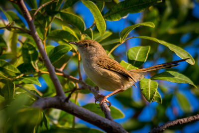 Low angle view of bird perching on branch