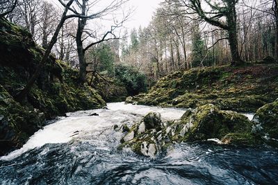 River amidst trees in forest against sky