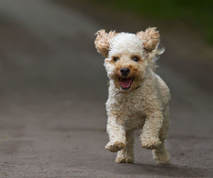 Portrait of dog running on footpath