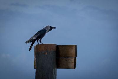 Bird perching on wooden post