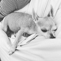 Chihuahua sleeping on sofa at home